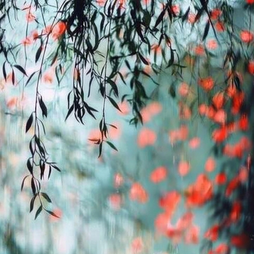 垂柳枝叶与红色花朵的梦幻交织