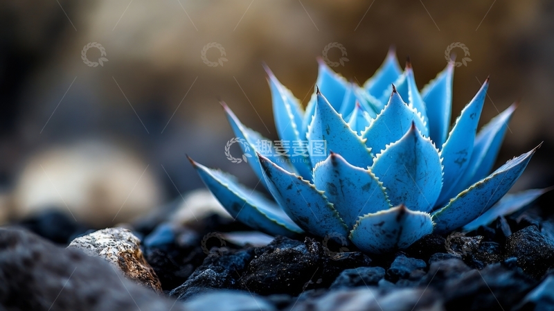 高清大图下载【趣麦麦图】蓝色多肉植物的特写
