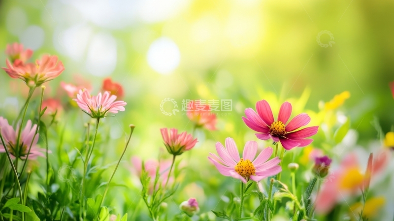 高清大图下载【趣麦麦图】阳光下的多彩野花