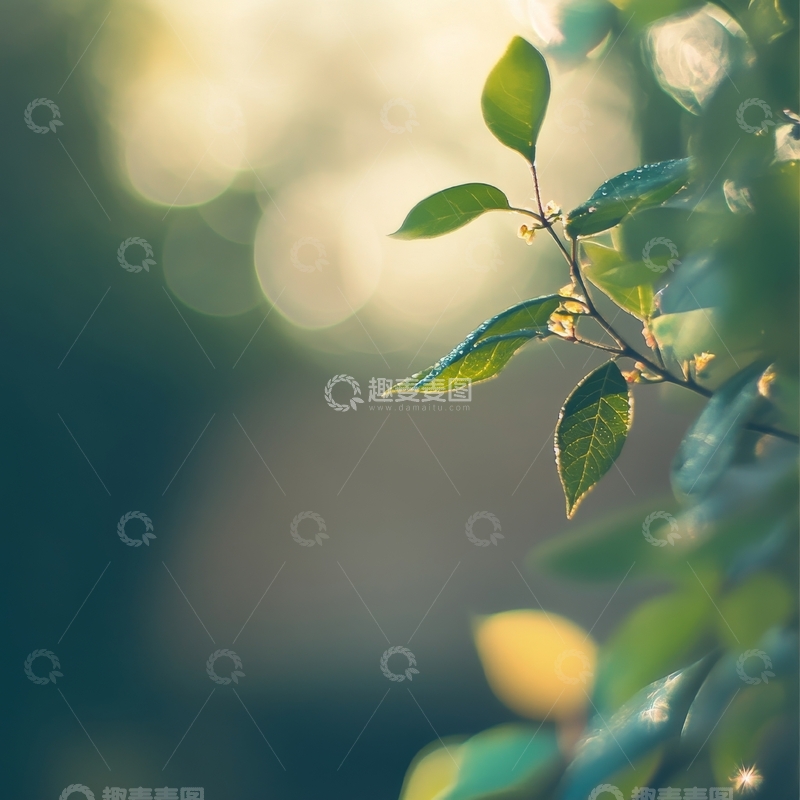 高清大图下载【趣麦麦图】阳光下的绿叶特写