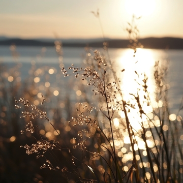 夕阳下的湖畔草丛