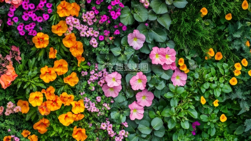 高清大图下载【趣麦麦图】多彩花卉墙，生机盎然