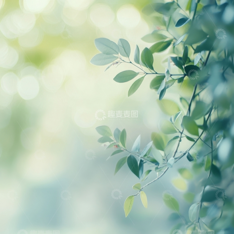 高清大图下载【趣麦麦图】柔和光影下的绿叶枝条