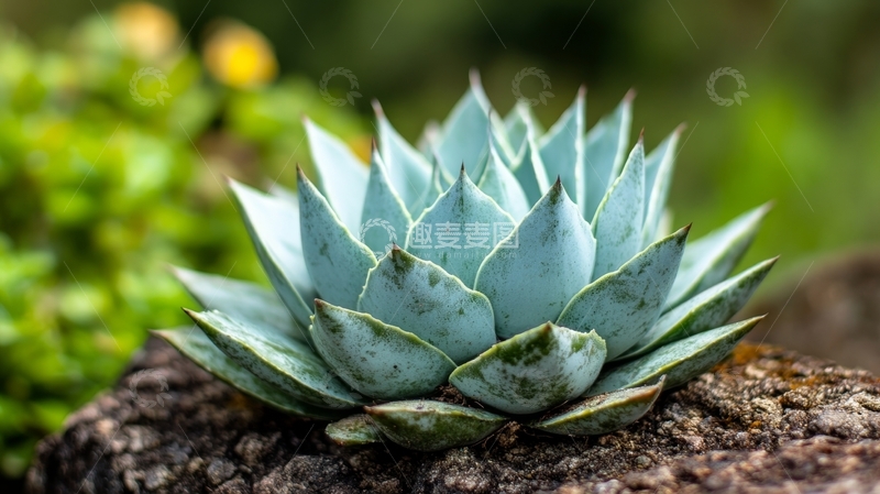 高清大图下载【趣麦麦图】蓝绿色多肉植物特写