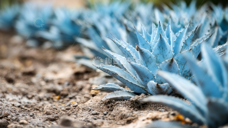 高清大图下载【趣麦麦图】蓝绿色多肉植物的特写