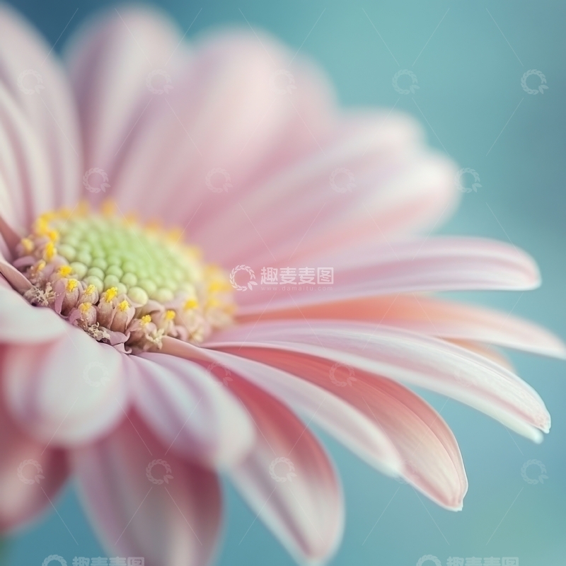 高清大图下载【趣麦麦图】粉色雏菊的特写