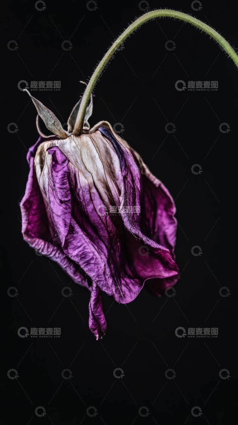 高清大图下载【趣麦麦图】枯萎的紫色花朵特写