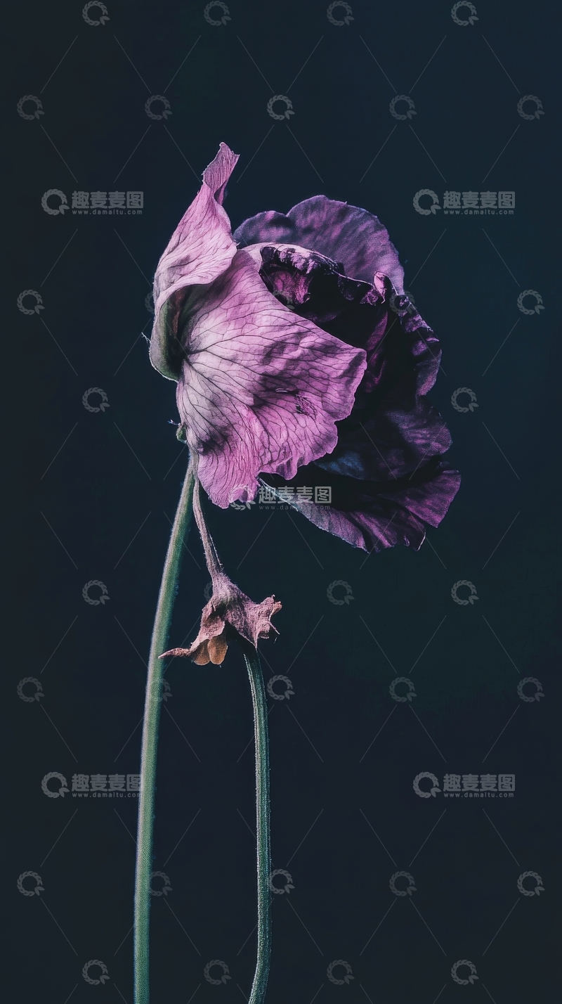 高清大图下载【趣麦麦图】枯萎的紫色花朵在深色背景中