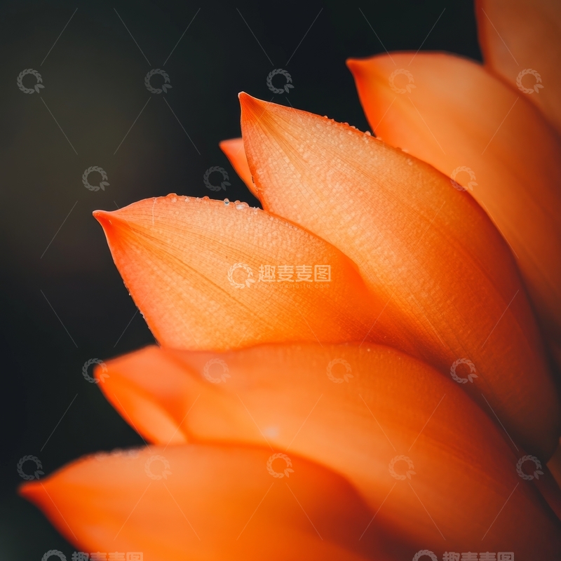 高清大图下载【趣麦麦图】橙色花瓣的特写