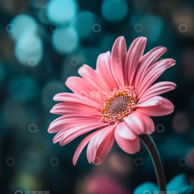 高清大图下载【趣麦麦图】粉色雏菊在模糊背景下的特写