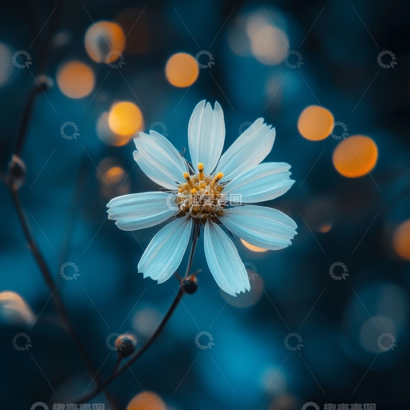 高清大图下载【趣麦麦图】夜色中的白色花朵