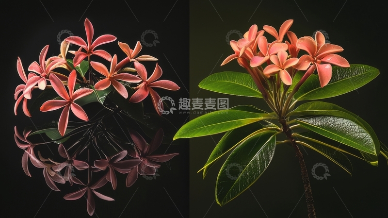 高清大图下载【趣麦麦图】粉色花朵与绿叶植物的对比展示