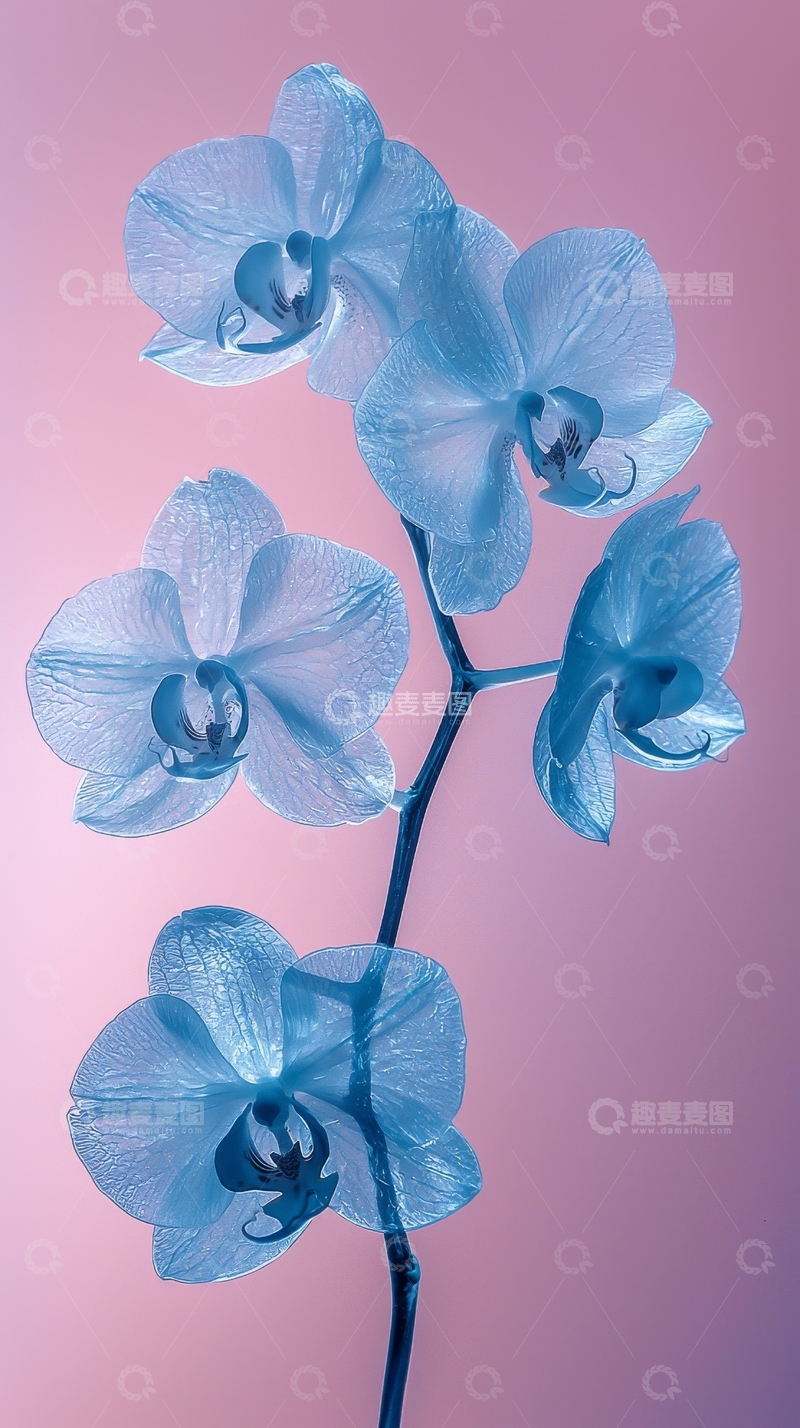 高清大图下载【趣麦麦图】蓝色兰花枝条的特写