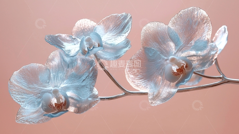 高清大图下载【趣麦麦图】透明蓝白相间的兰花特写