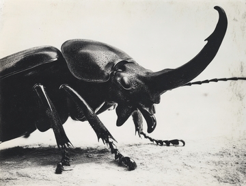 独角仙甲虫的特写