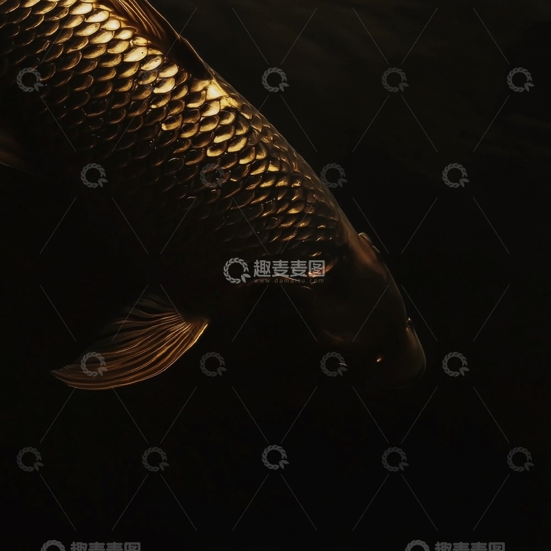 高清大图下载【趣麦麦图】金色鲤鱼在黑暗中的特写