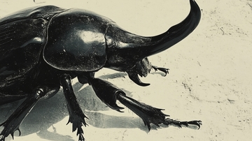 独角仙虫的特写影像