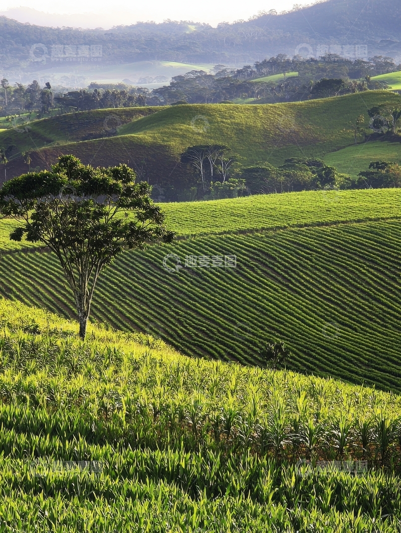 高清大图下载【趣麦麦图】绿意盎然的梯田景观