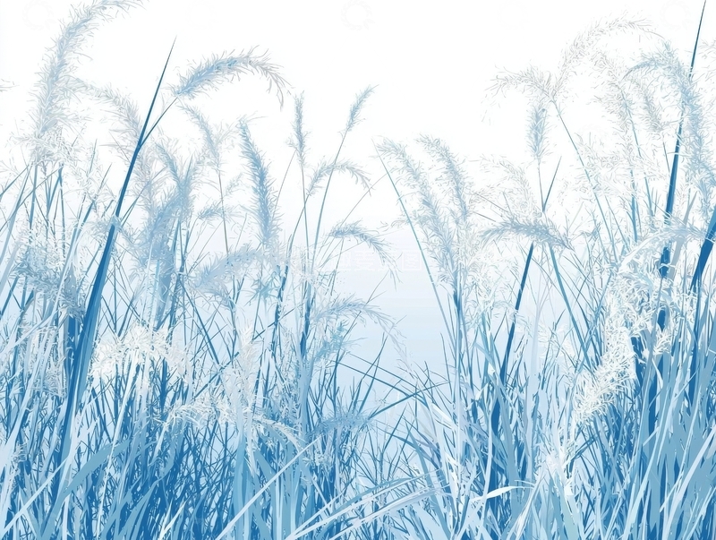 高清大图下载【趣麦麦图】蓝调芦苇随风摇曳