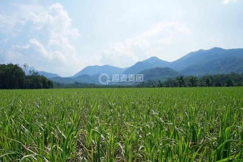 高清大图下载【趣麦麦图】绿意盎然的田野与远山