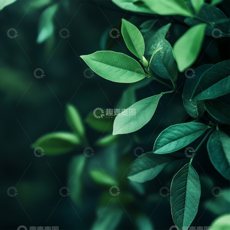 高清大图下载【趣麦麦图】绿叶丛生，自然清新