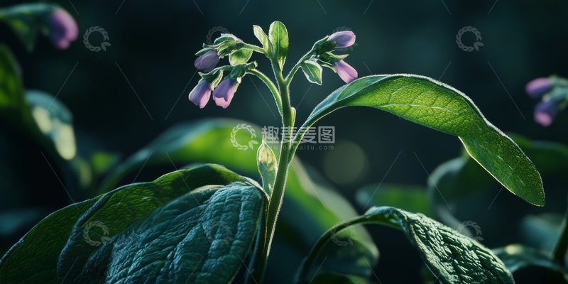 高清大图下载【趣麦麦图】紫色小花与绿色叶片的自然特写