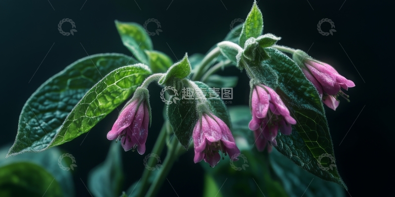 高清大图下载【趣麦麦图】紫色花朵与绿色叶片的特写