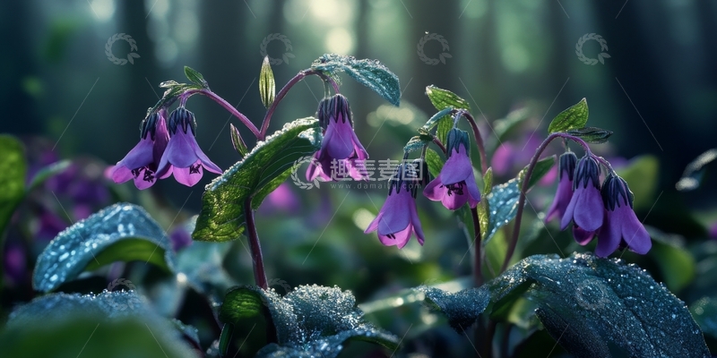 高清大图下载【趣麦麦图】林间紫色小花在晨雾中绽放