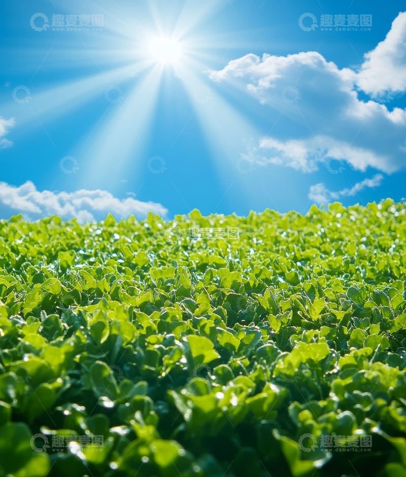 高清大图下载【趣麦麦图】阳光照耀下的绿色田野