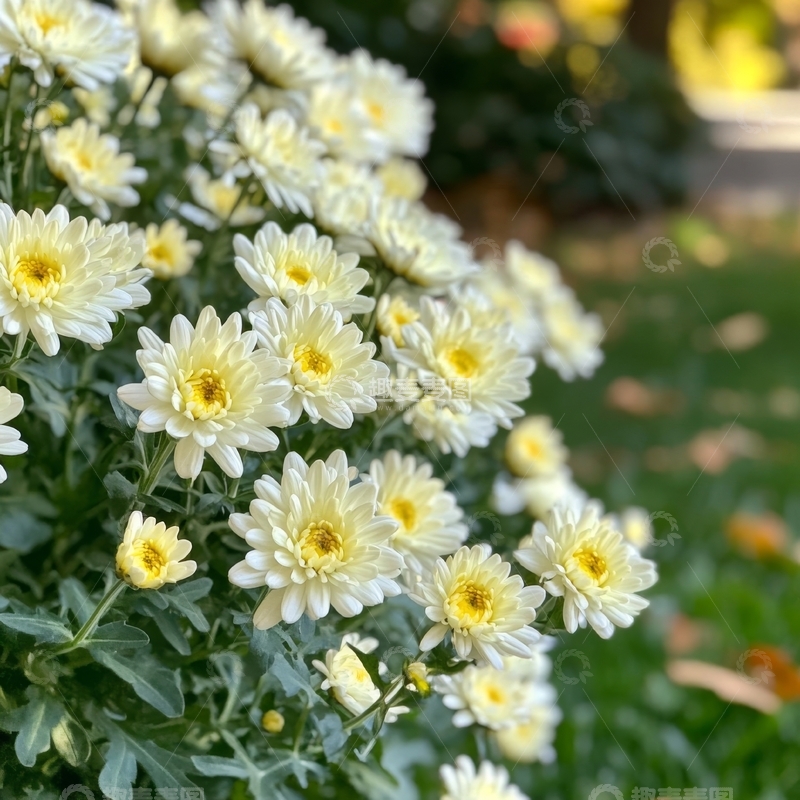 高清大图下载【趣麦麦图】-白色菊花簇拥绽放，绿叶相伴
