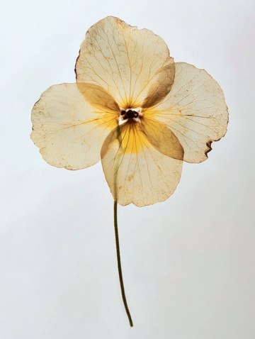 枯萎的黄色花朵特写