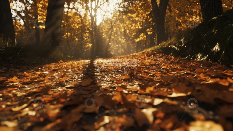 高清大图下载【趣麦麦图】秋日森林小径，落叶铺满地面