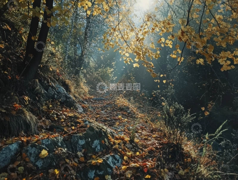 高清大图下载【趣麦麦图】秋日森林小径，阳光穿透树叶