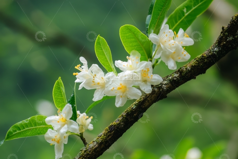高清大图下载【趣麦麦图】枝头绽放的白色小花