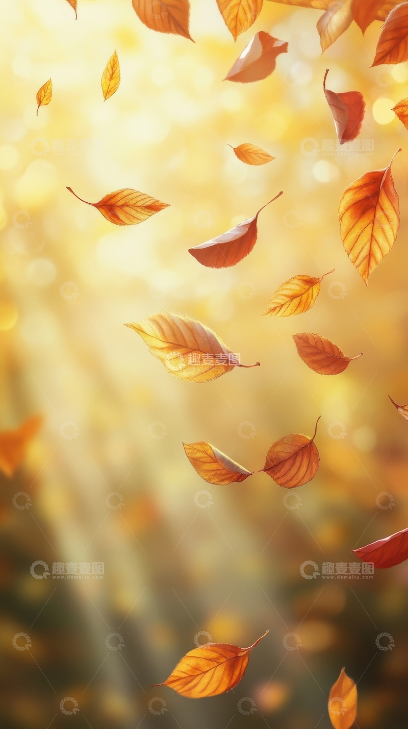 高清大图下载【趣麦麦图】秋叶纷飞，阳光洒落的温暖场景