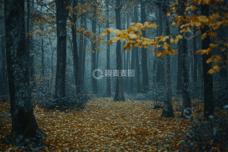 高清大图下载【趣麦麦图】秋日森林，落叶铺满小径