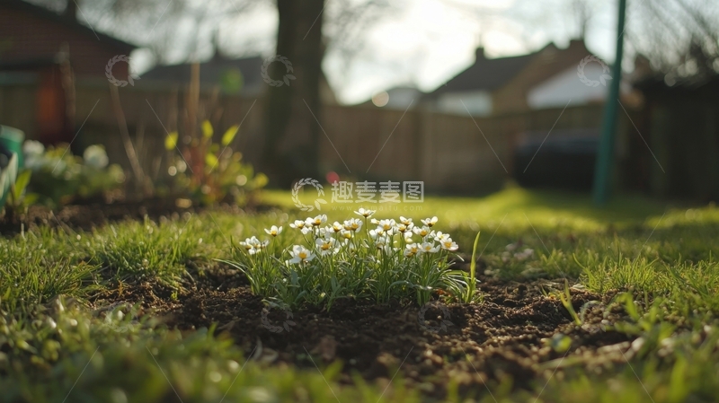 高清大图下载【趣麦麦图】花园中的小白花在阳光下绽放