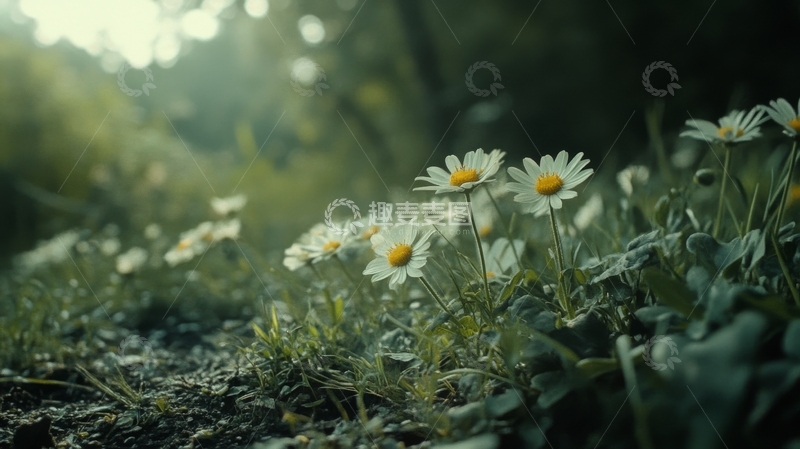 高清大图下载【趣麦麦图】林间小径上的雏菊花丛