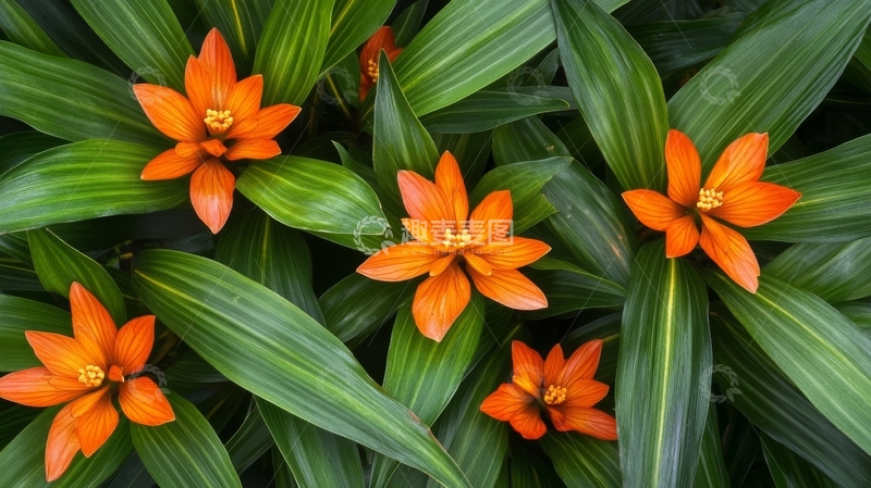 高清大图下载【趣麦麦图】橙色花朵与绿叶的自然组合