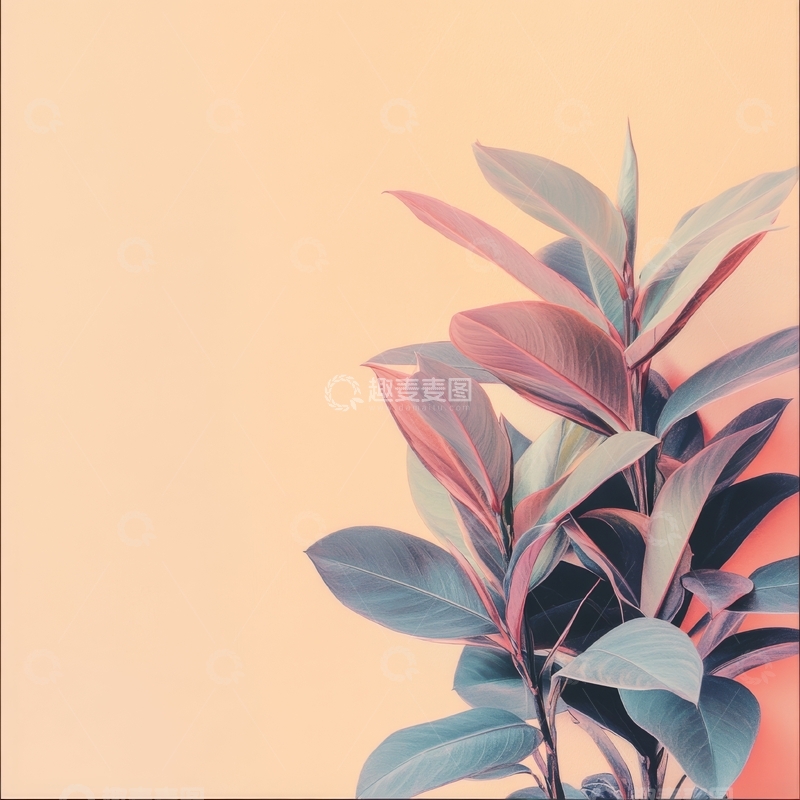 高清大图下载【趣麦麦图】渐变色彩的植物叶片