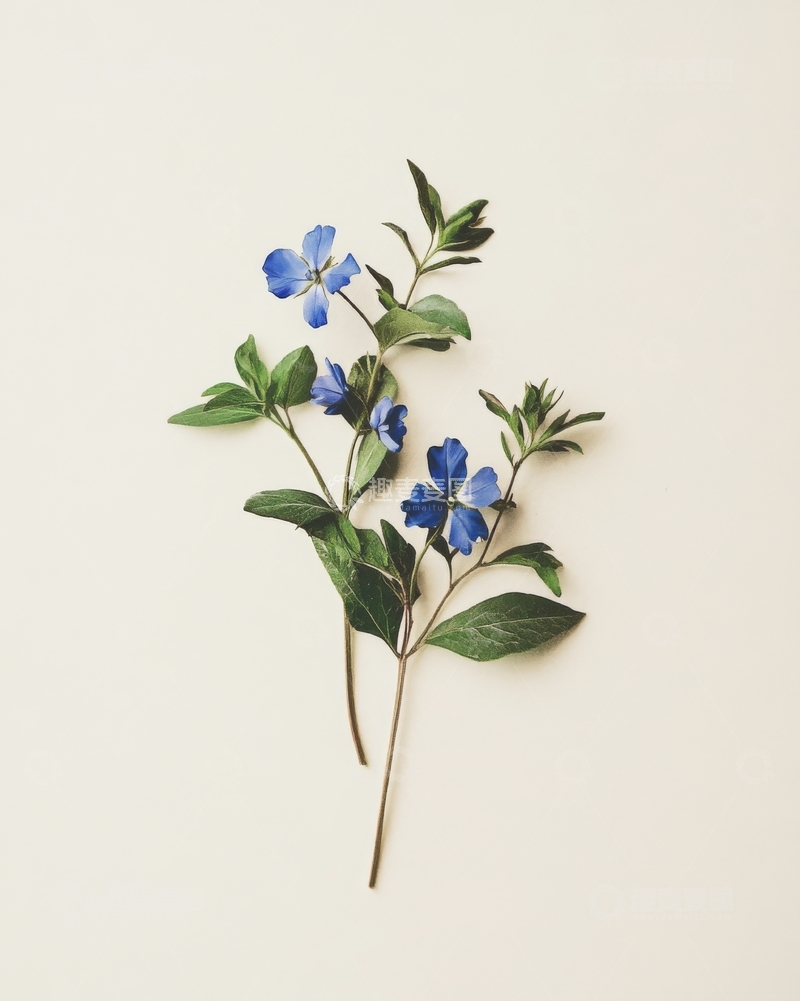 高清大图下载【趣麦麦图】蓝色小花与绿叶的静谧组合
