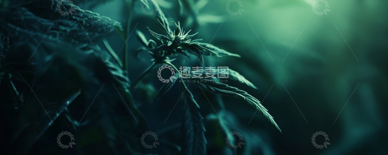 高清大图下载【趣麦麦图】深色背景下植物的特写
