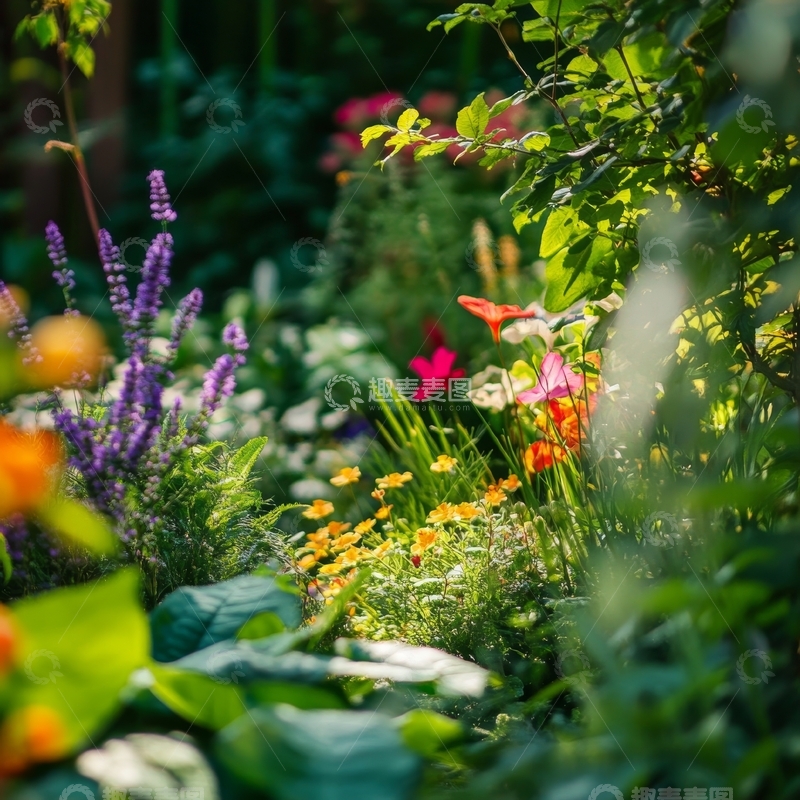 高清大图下载【趣麦麦图】花园中的多彩花卉与绿叶