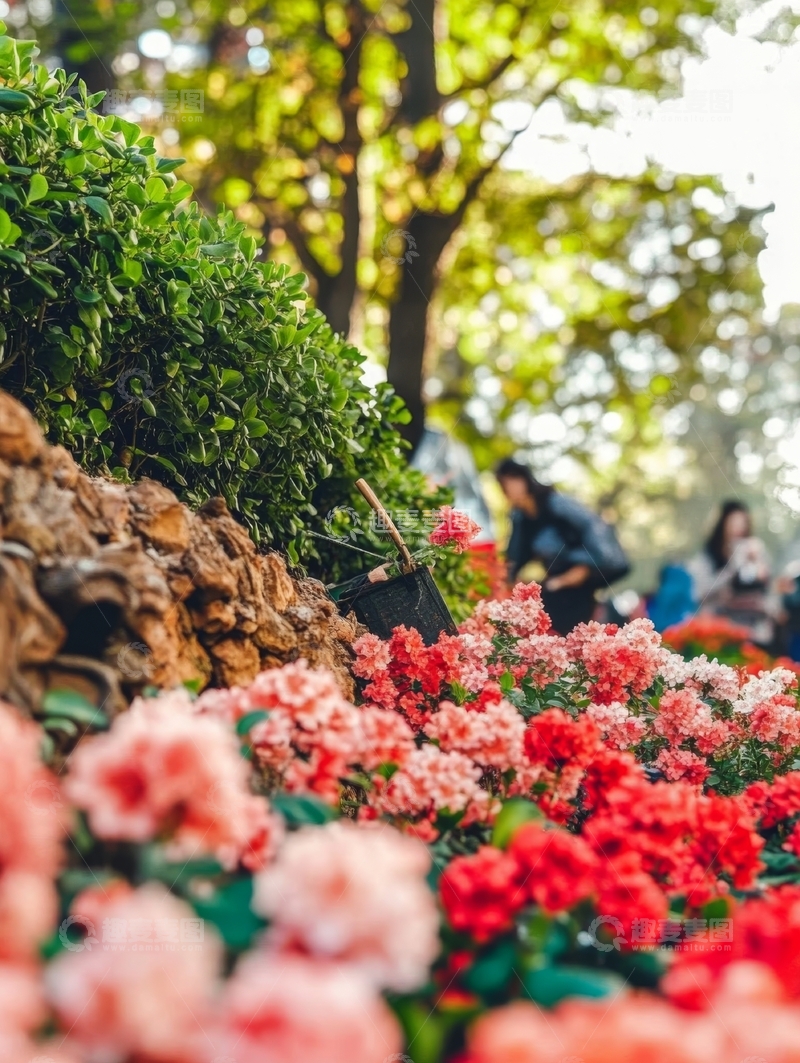 高清大图下载【趣麦麦图】公园花坛中的鲜艳花朵与绿植
