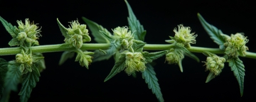 绿色植物的花序特写