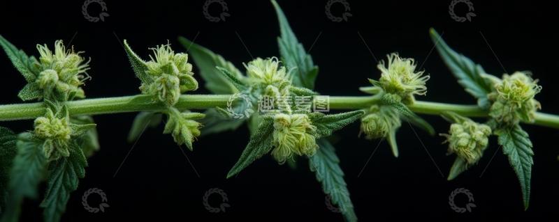 高清大图下载【趣麦麦图】绿色植物的花序特写