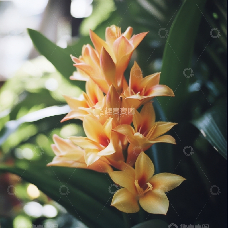 高清大图下载【趣麦麦图】橙黄色兰花绽放，绿叶环绕