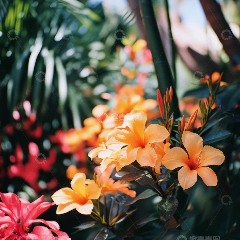 高清大图下载【趣麦麦图】热带花园中的橙色花朵