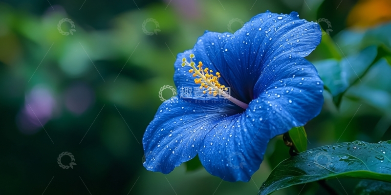 高清大图下载【趣麦麦图】蓝色芙蓉花在雨后绽放