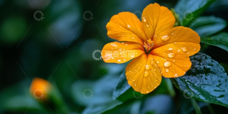 高清大图下载【趣麦麦图】雨后橙色花朵上的水珠